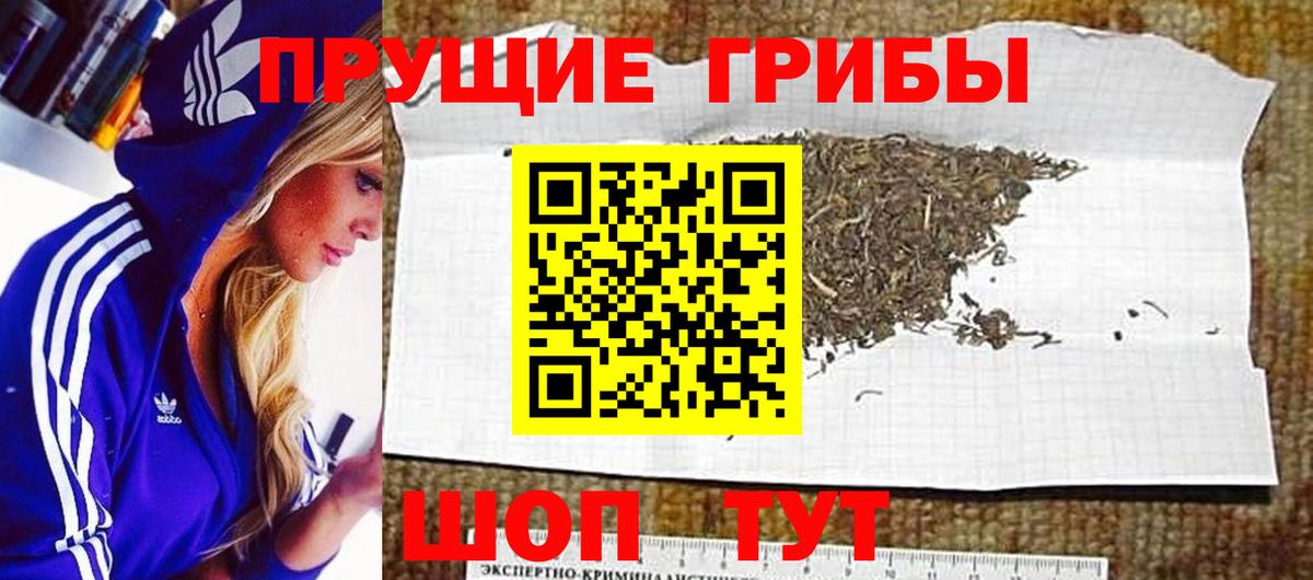 Псилоцибиновые грибы Psilocybe Пермь